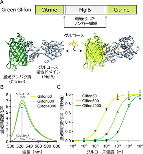 Green Glifonの構造模式図とその性質