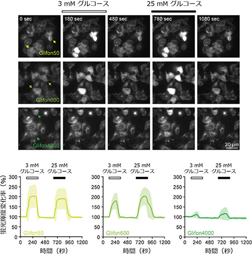 Green Glifonを用いた細胞内グルコース動態の可視化実験