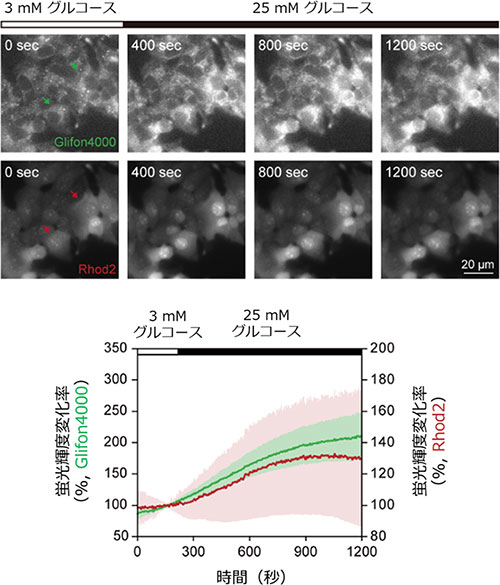 細胞内グルコースおよびCa2+動態の同時可視化実験
