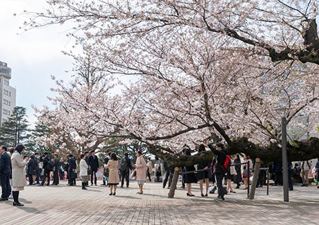 桜が満開の大岡山キャンパス