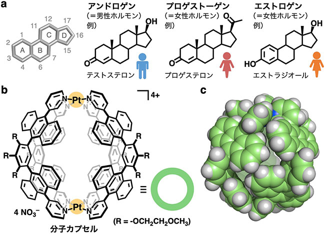 （a）ステロイド性ホルモンの母骨格と代表的な性ホルモン（b）分子カプセルの構造と（c）その空間充填モデル（Rは省略）