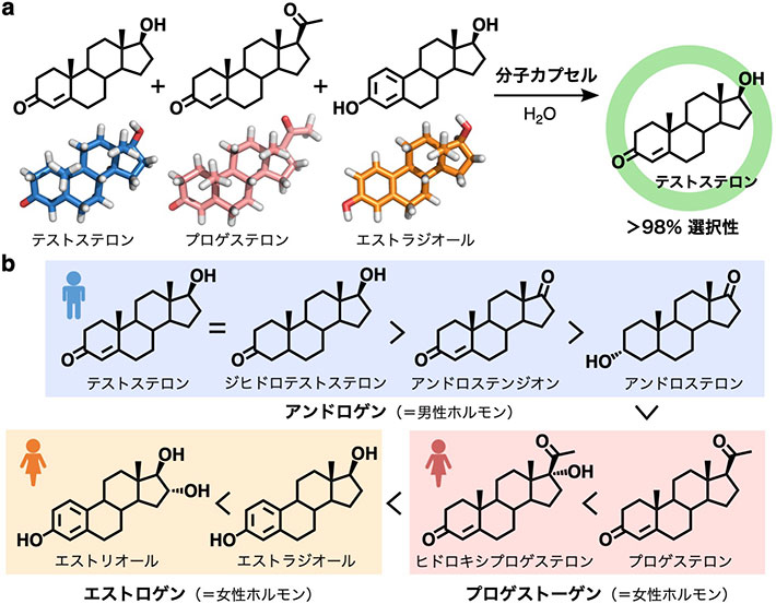（a）分子カプセルによる男性／女性ホルモン混合物中からの男性ホルモンの選択的捕捉（b）分子カプセルによる性ホルモン識別の優先順位
