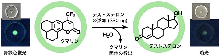 分子交換反応を用いたテストステロンの高感度な蛍光センシング（λex = 423 nm）
