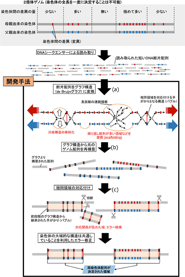 新たな情報解析プログラム「Platanus-allee」のアルゴリズムの模式図