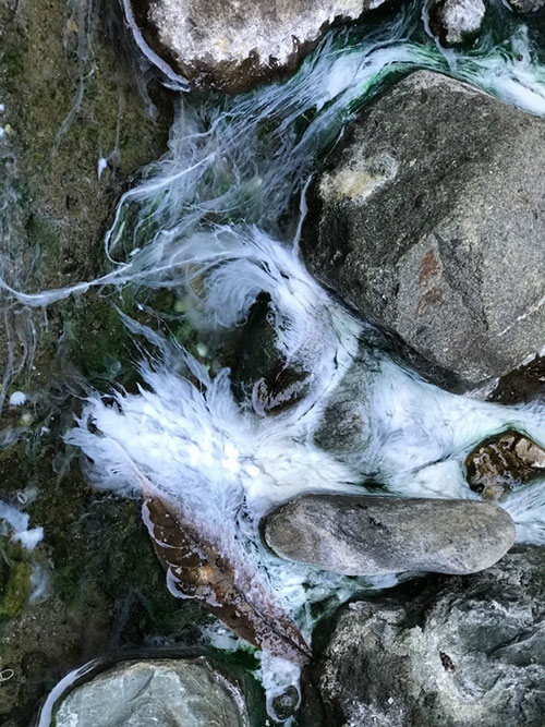 コスタリカの温泉湧出口で見られるスライム状の微生物生態系（バイオフィルム）