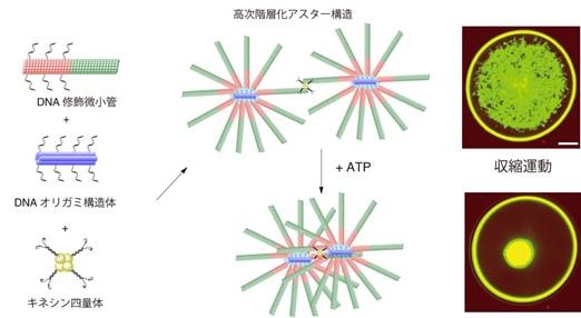 分子人工筋肉の概略図