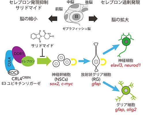 サリドマイド処理とセレブロンの発現抑制・発現増加が脳の発生に及ぼす作用