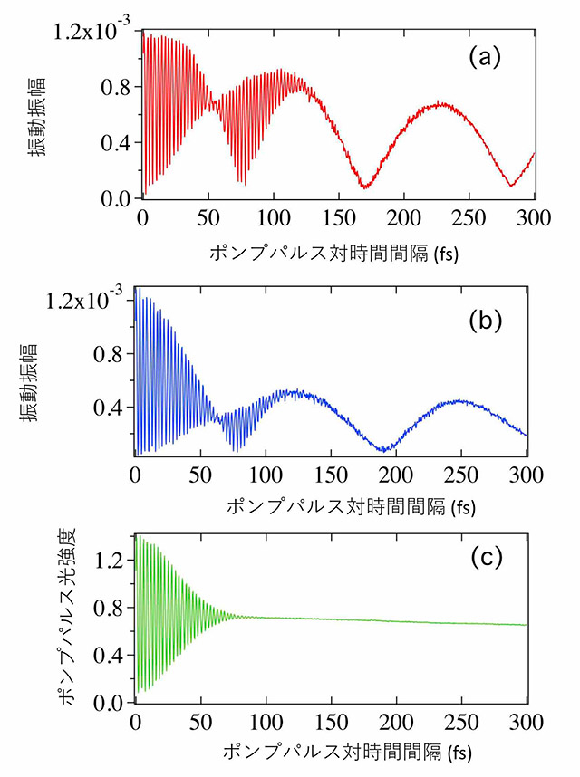 図1. 光学フォノン（a）、光学フォノンプラズモン結合振動（b）、光干渉強度（c）の励起パルス間隔依存性。（a）（b）の約2.7フェムト秒の早い振動が電子コヒーレンスによる干渉縞である。