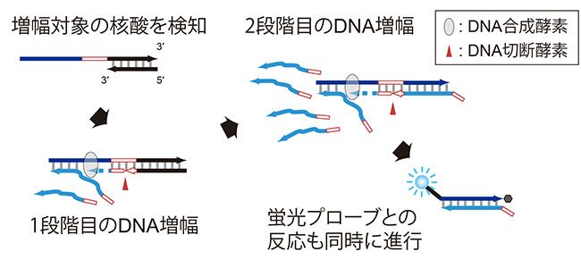 L-TEAM反応の概要 2段階の増幅反応で高速にDNAを増幅する