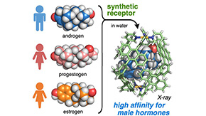 Biomimetics: Artificial receptor distinguishes between male and female hormones