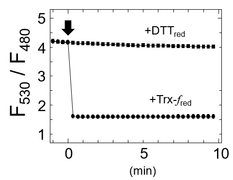 図2. f型チオレドキシンによるCROSTの還元と蛍光強度変化