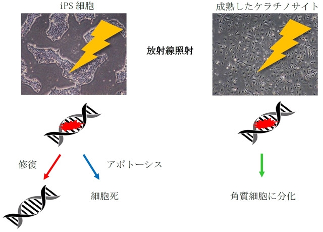 図2. iPS細胞とケラチノサイトでの放射線応答の違い