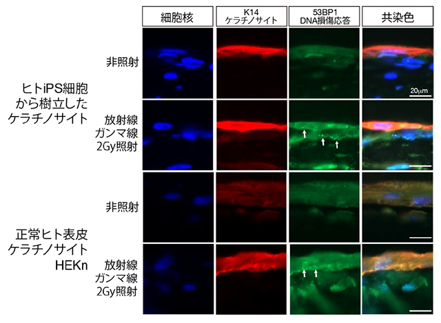 図3. 皮膚三次元細胞培養と放射線応答