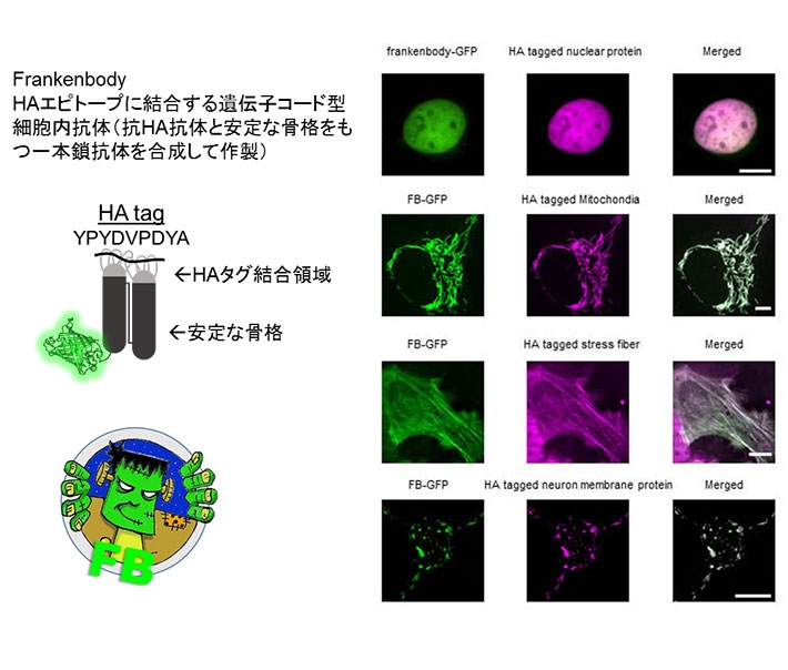 生細胞イメージングのための新しい分子ツールを開発 | 東工大ニュース