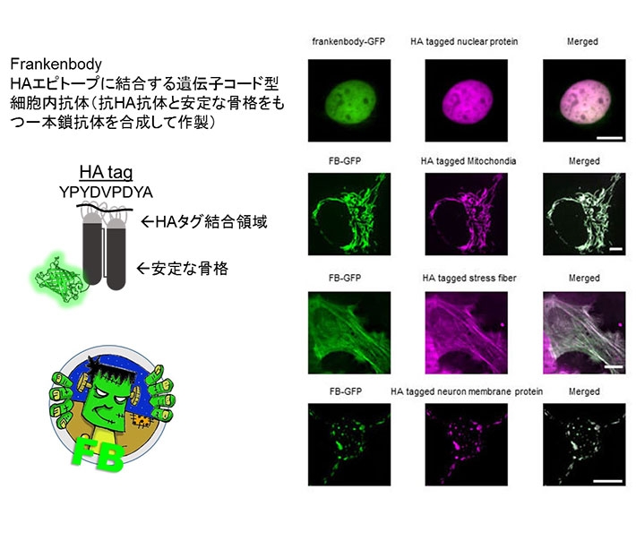 Frankenbody による目的タンパク質のライブイメージング