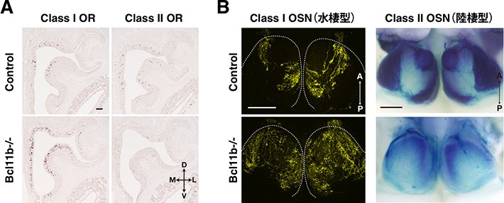 図1.転写因子Bcl11bによる嗅覚受容体のクラス選択の制御