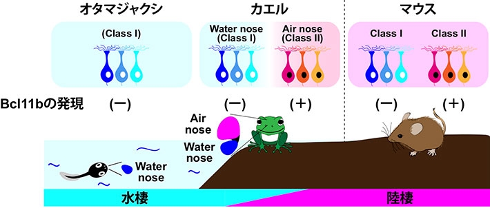図3.Bcl11bによる嗅覚受容体クラス選択と嗅覚の陸棲適応モデル