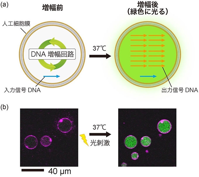 （a）DNAを増幅する人工細胞の模式図。人工細胞膜の中にDNA増幅回路が封入されている。入力信号DNAに応じて回路が動作し、37 ℃下で出力信号DNAを産出・増幅する。（b）光刺激によるDNA増幅開始制御の様子を撮影した顕微鏡画像。人工細胞膜はマゼンタ色で示されている。