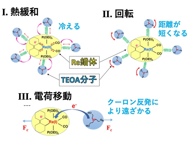 光触媒反応における光照射後のRe錯体とTEOA分子の位置関係の変化の模式図