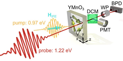 ポンプ・プローブ測定配置図。円偏光の励起光で反強磁性YMnO3内にマグノンを励起し、検出光のファラデー効果をバランス検出器（BPD）で、第2高調波発生を光電子増倍管（PMT）で同時検出する。
