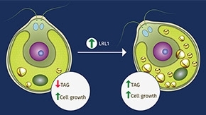 Scientists identify protein factors increasing yield of a biofuel precursor in microscopic algae