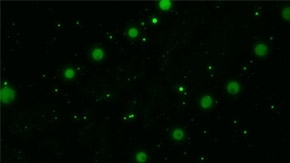 ELSI Scientists Discover New Chemistry That May Help Explain the Origins of Cellular Life