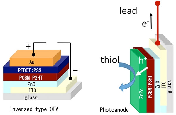 逆型有機薄膜太陽電池（左）と今回用いた光触媒電極（右） 
