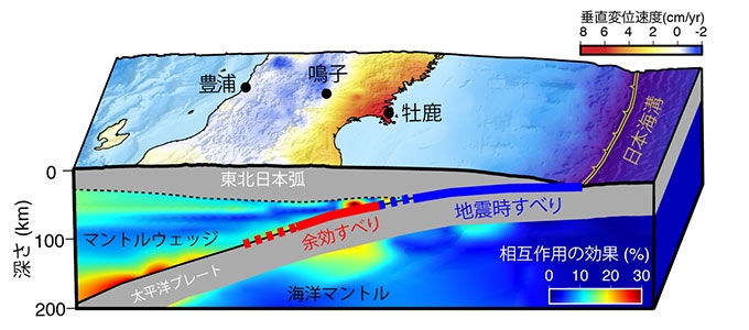 相互作用の大きさと垂直変動の関係。陸域の赤―青のコンターは垂直変位速度（赤が隆起、青が沈降）を示す。マントルウェッジ、海洋マントルの赤―青コンターは、力学的相互作用の効果を示す。余効すべりの起こっている震源域深部で相互作用が大きく（〜30%）、牡鹿半島の隆起に影響を及ぼすことを示す。