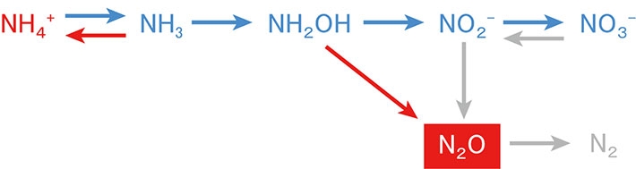 N2O生成・消費プロセス。赤色と青色は硝化を、灰色は硝化菌脱窒と脱窒を示している。本研究海域のN2Oは、主に硝化と硝化菌脱窒によって生成する。赤色は酸性化によって強まるプロセスと増加する物質を示し、青色は酸性化によって弱まるプロセスと減少する物質を示す。今回の発見で、NH2OHからN2Oへの矢印が酸性化によって強まるプロセスであることが明らかになった。
