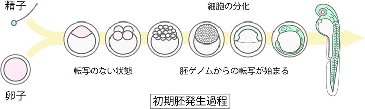 ゼブラフィッシュ発生過程