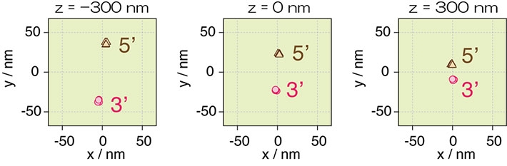 ナノレベルの色素間距離の1分子イメージングに現れる系統誤差（観察温度: −271 ℃）対物レンズを基準として色素の奥行き方向の位置（z）を±300 nm変えた時に、観測された各色素の位置。図1Aと同じく10 nmの長さのDNAの両端に赤色と近赤外蛍光性の色素を結合させている。3つの画像は一つのDNA分子を測定したものである。また、図1に比べて縦横の軸が5倍であり、約±50 nmのシフトであることに注意してほしい。
