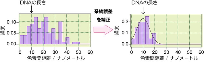色素間距離の1分子測定の結果（観察温度: −271 ℃）。（左）補正無し、（右）補正有り。DNA分子は図1Aと同じ。