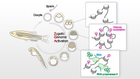 Histone modifications are the influencers of zygotic genome awakening