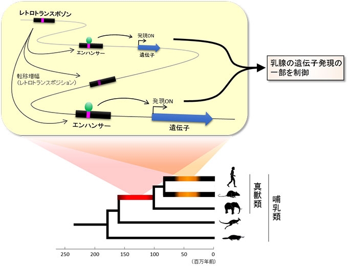レトロトランスポゾンによる乳腺形成遺伝子のエンハンサー進化のモデル