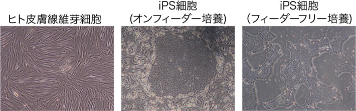 図1. 今回の研究で用いた細胞の明視野顕微鏡像