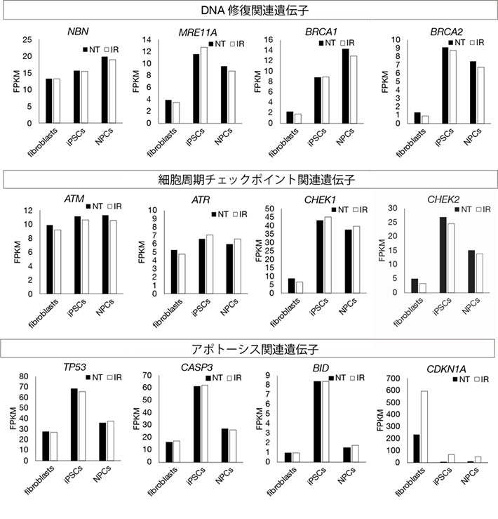 図2. iPS細胞におけるゲノム安定性関連遺伝子の発現変化