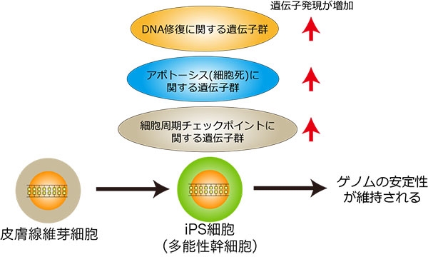 図3. 今回明らかになった研究結果