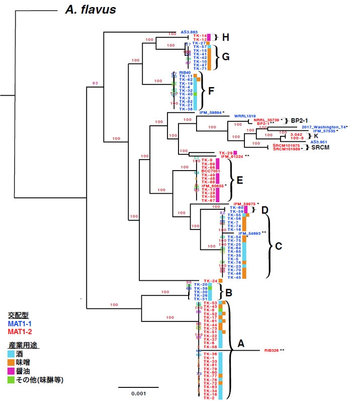 Aspergillus oryzae全ゲノム系統樹、A-Hは日本の産業用株が属するクレード