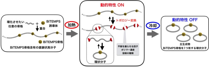 BiTEMPSの動的特性（on-off制御）を利用した環状化合物・高分子の合成法