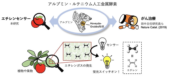 植物や果物で産生されるエチレンをアルブミン・ルテニウム人工金属触媒により検出！