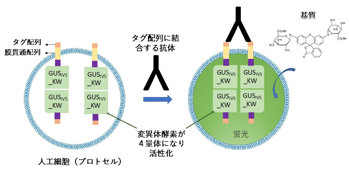 今回構築したプロトセル型抗体センサーの模式図