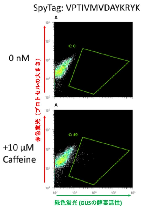 カフェインセンサーによる検出結果