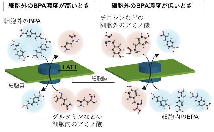 図2. BPAの細胞内取込み・細胞外流出のメカニズム