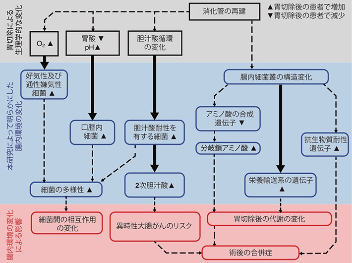 図1. 本研究によって得られた仮説の概略図