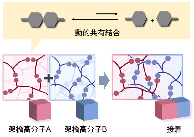 図1. 異なる架橋高分子材料を接着させる新手法の概念図