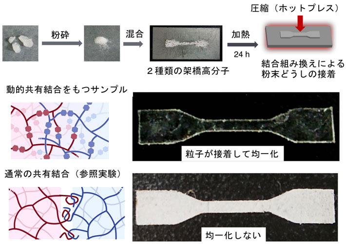 図2. 異なる架橋高分子材料を接着させて混合同一化させたフィルム