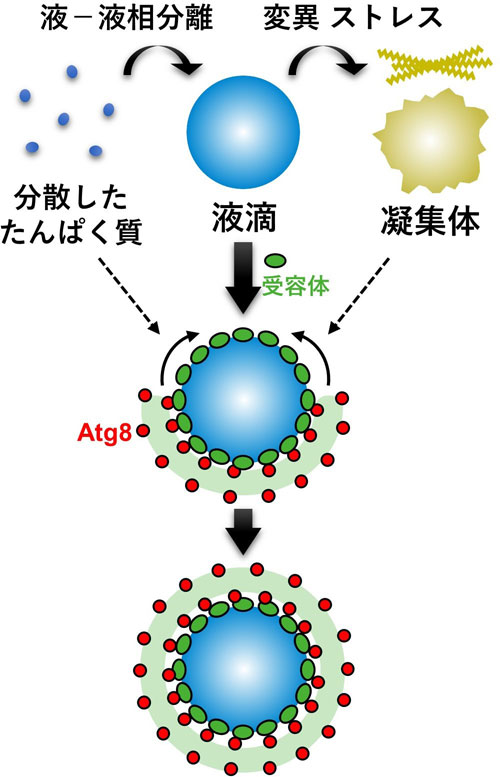 図2. 選択的オートファジーは液滴を効率的に分解する