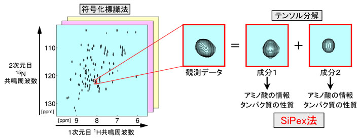 タンパク質の構造や動きを解析する新技術を開発 情報・数理科学の応用によるNMR法の革新 - 東京工業大学