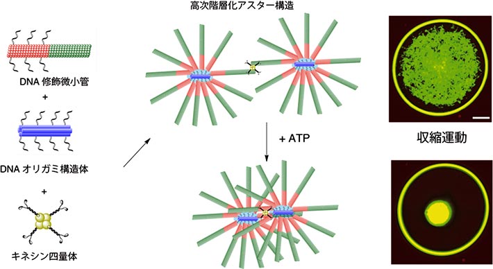 分子人工筋肉の概略図