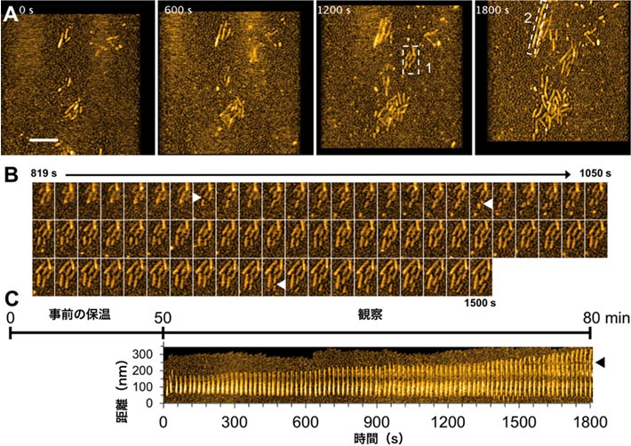 図1.酵母プリオンタンパク質が形成するアミロイド線維が伸びる様子の高速AFM観察